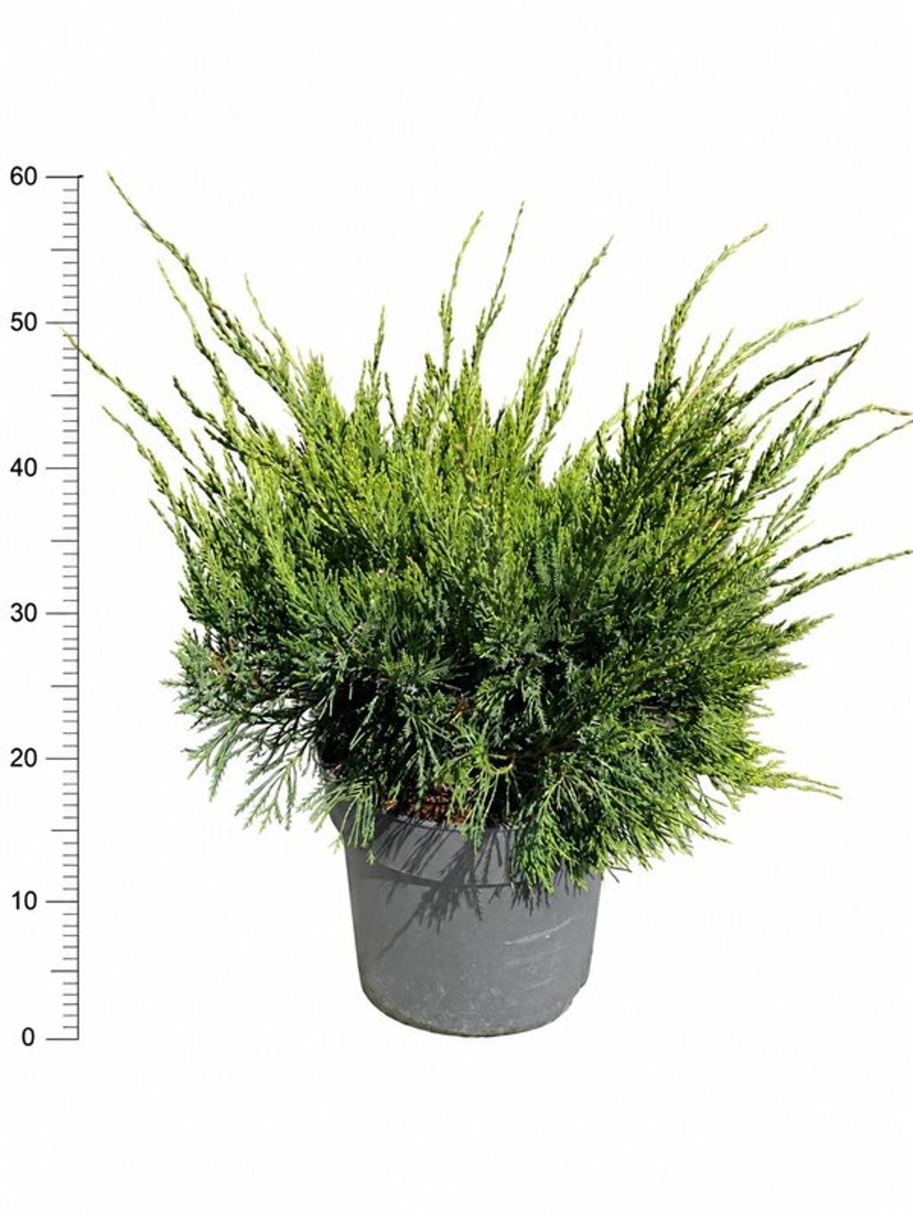 Juniperus Mint Julep 60cm 26cm Pot