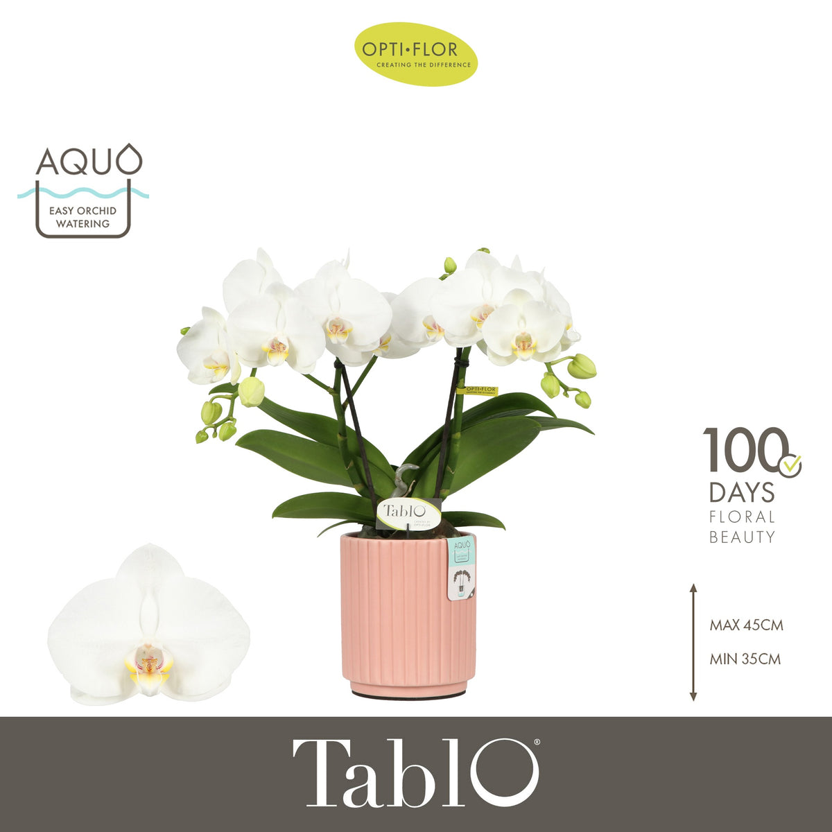 Phalaenopsis white 40cm 12cm Pot