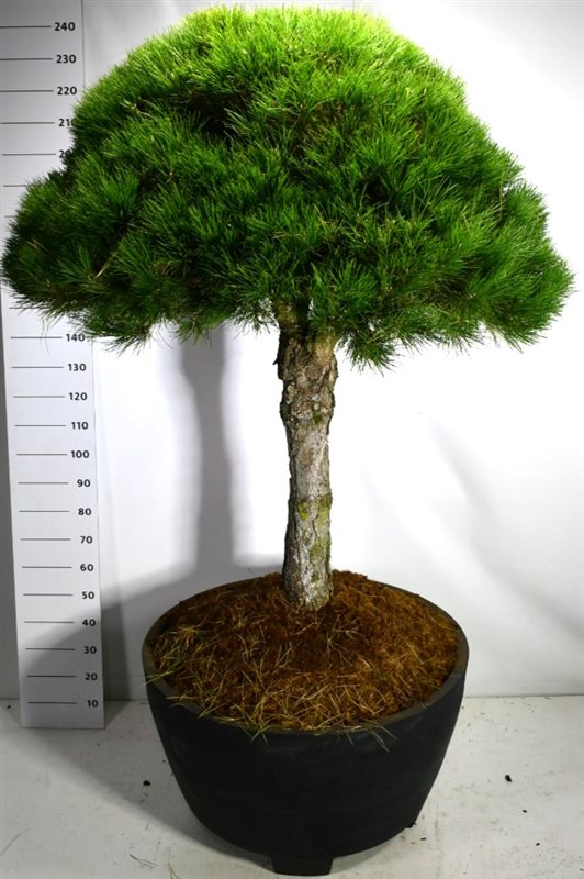 Pinus nigra subsp Nigra 240cm 100cm Pot