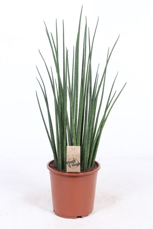 Fachjan BV Sansevieria bacularis Pack of 1