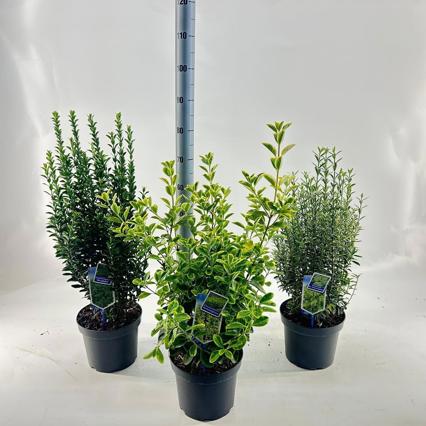 Euonymus japonicus mix 30cm 23cm Pot