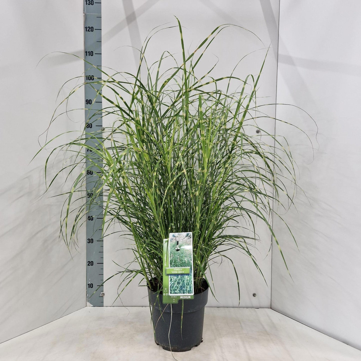Miscanthus sinensis 100cm 23cm Pot