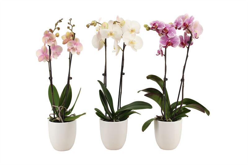 Phalaenopsis mix 60cm 12cm Pot