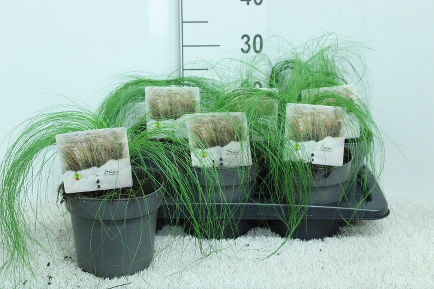 Stipa Ponytails 30cm 17cm Pot