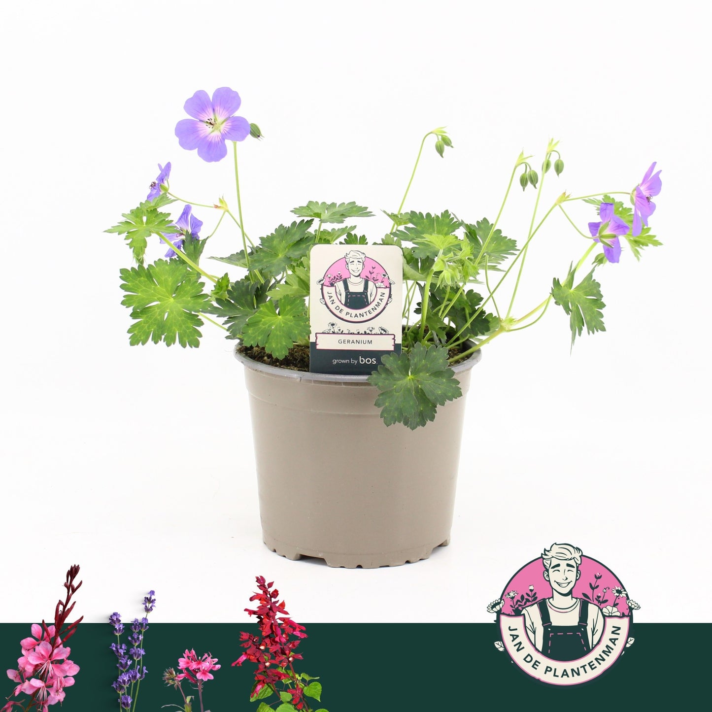 Geranium Bloom Me Away 35cm 17cm Pot