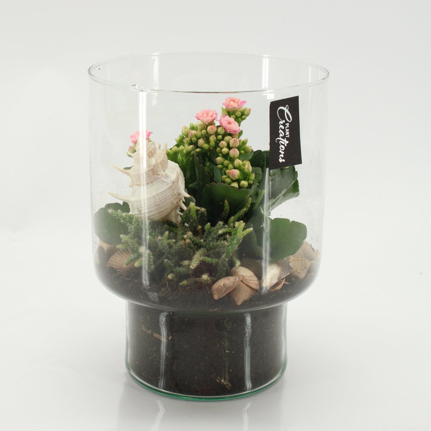Indoor flowering arrangement 20cm 15cm Pot