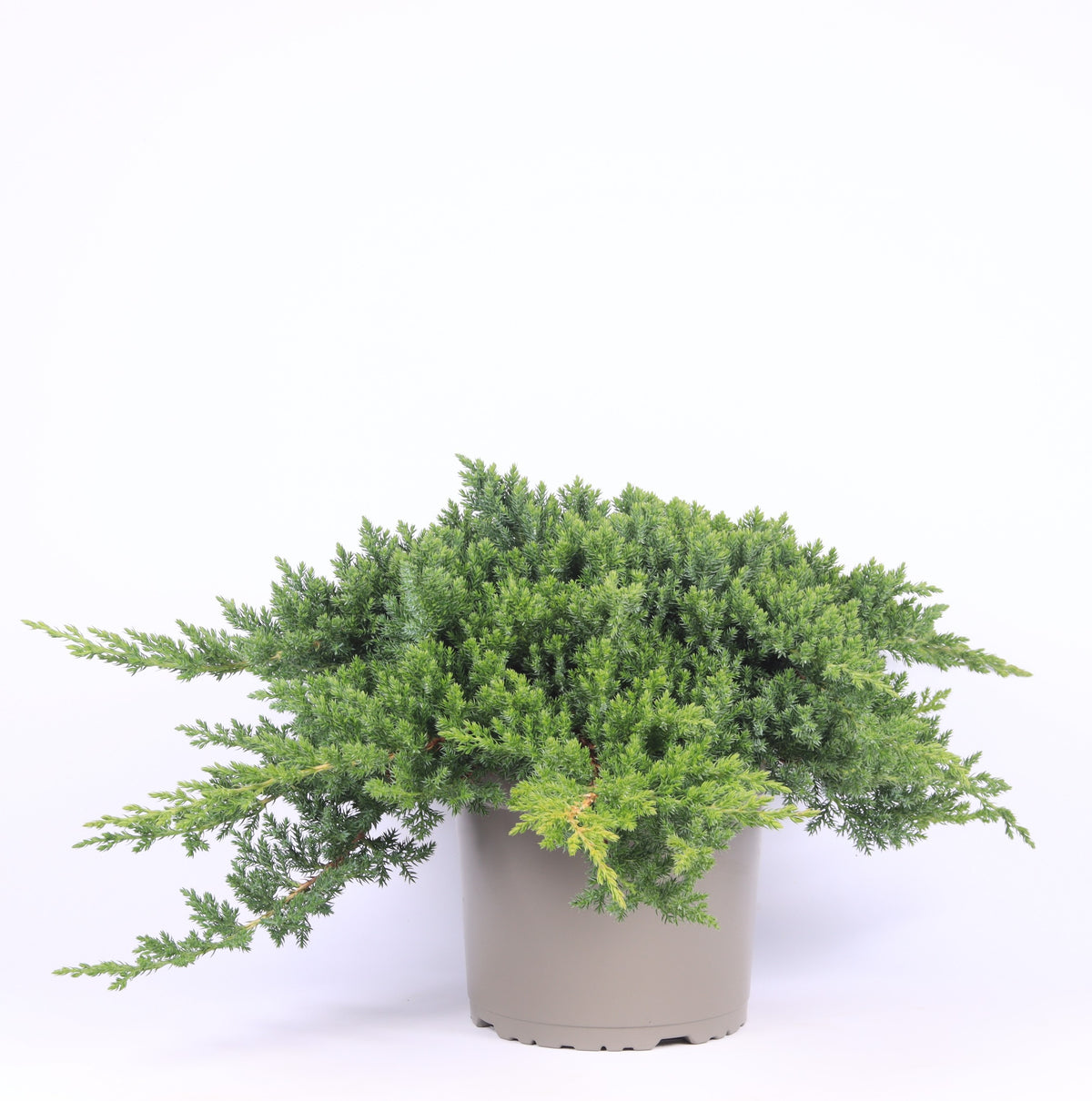 Juniperus procumbens Nana 45cm 23cm Pot
