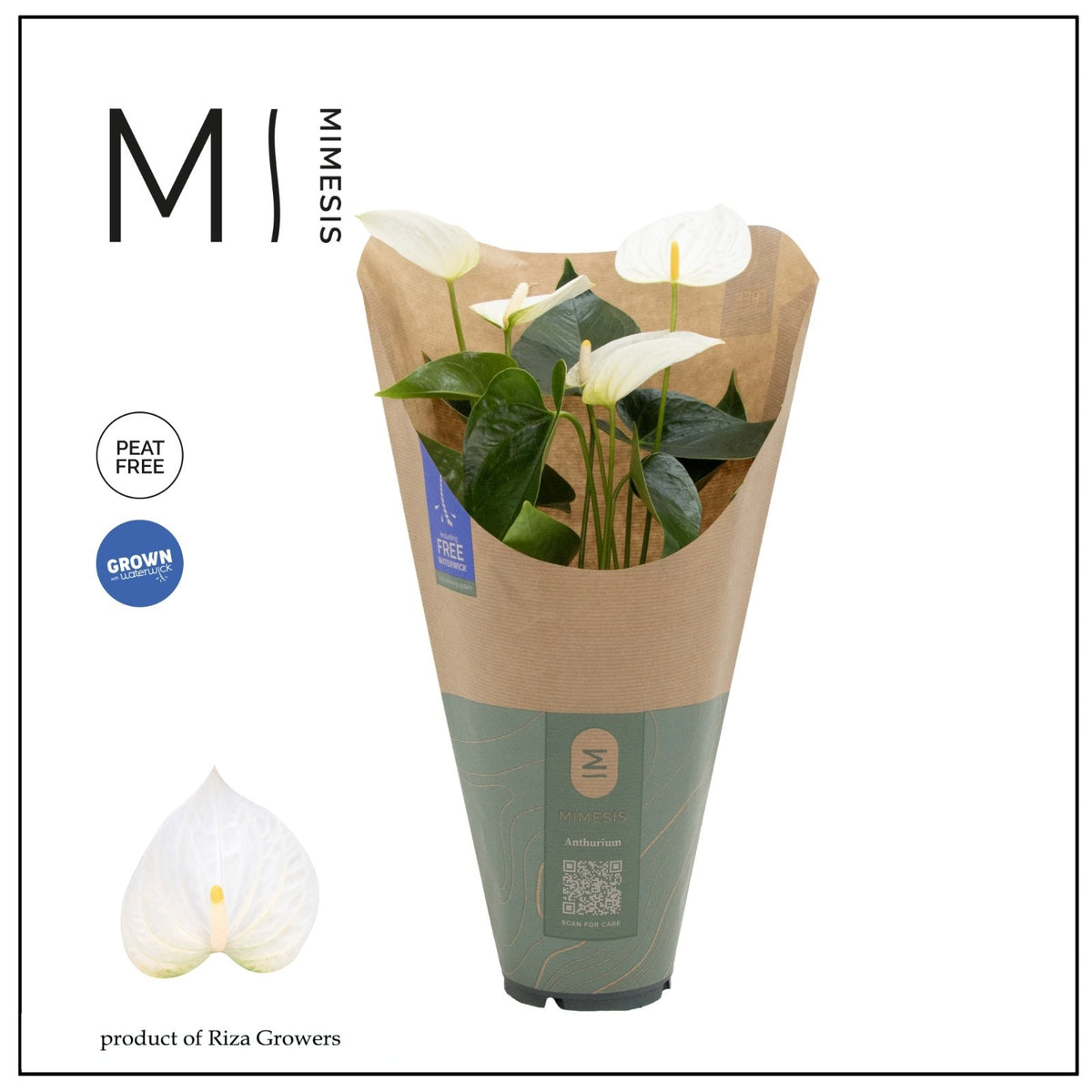 Anthurium Karma White 43cm 12cm Pot