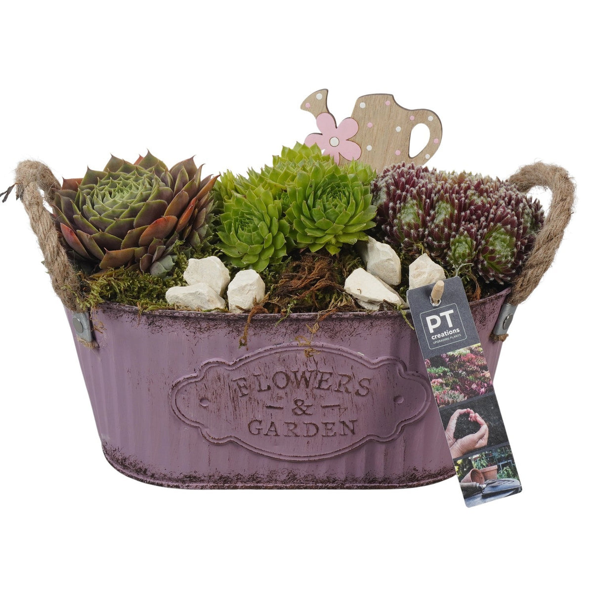 arr. Sempervivum 20cm 24cm Pot