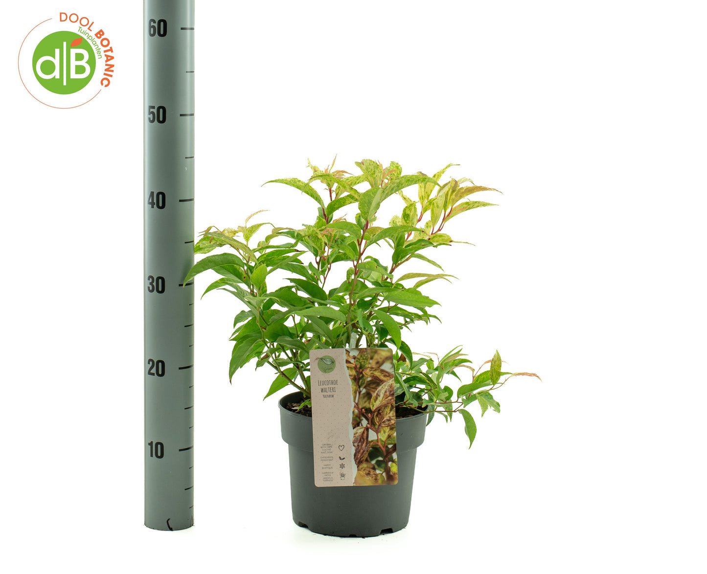 Dool Botanic Leucothoe walteri Rainbow Pack of 1