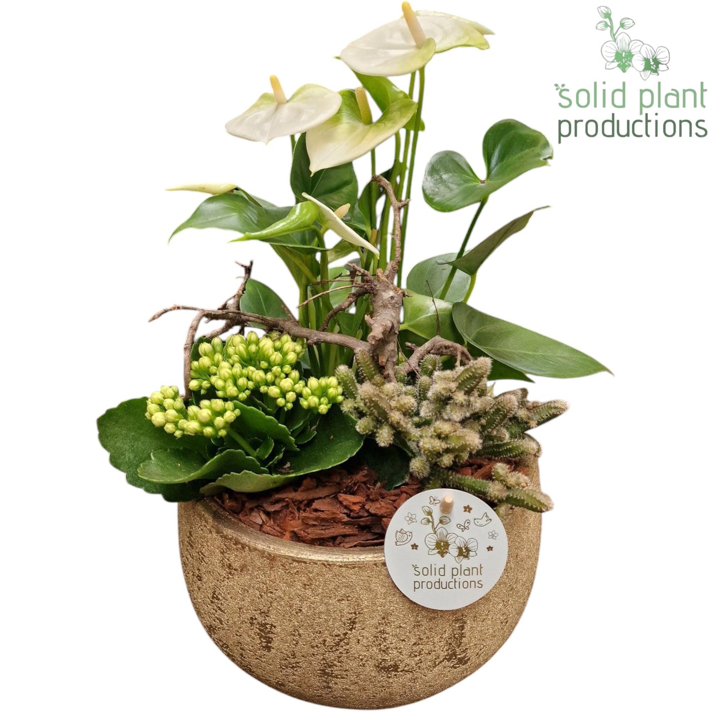 AT051 Esra Small Gold Anthurium 40cm 21cm Pot