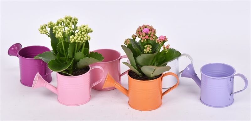 Indoor green arrangement 8cm Pot