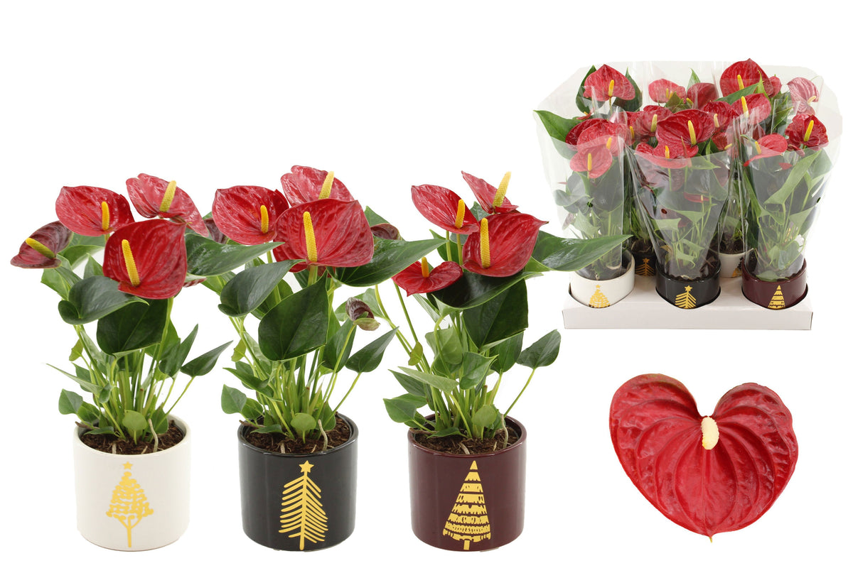 Anthurium Diamond Red 25cm 9cm Pot