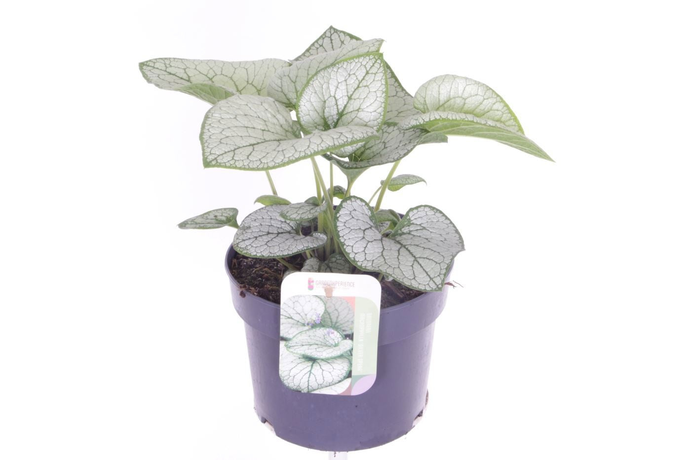 Brunnera macrophylla 30cm 17cm Pot