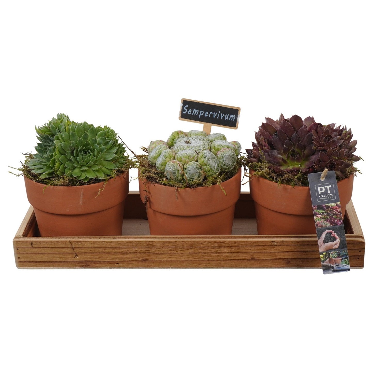arr. Sempervivum 16cm 40cm Pot