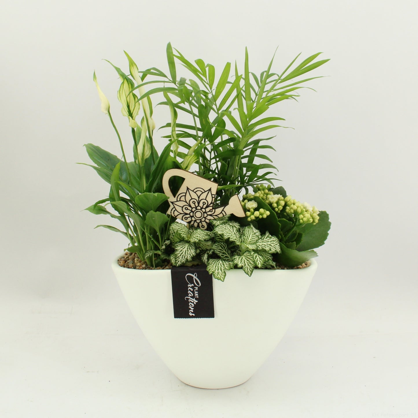 Indoor flowering arrangement 40cm 21cm Pot