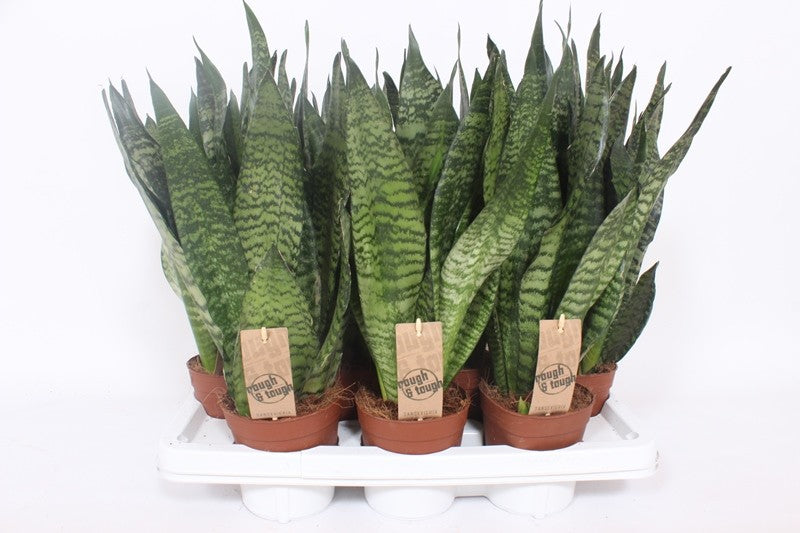 Sansevieria Zeylanica 40cm 14cm Pot