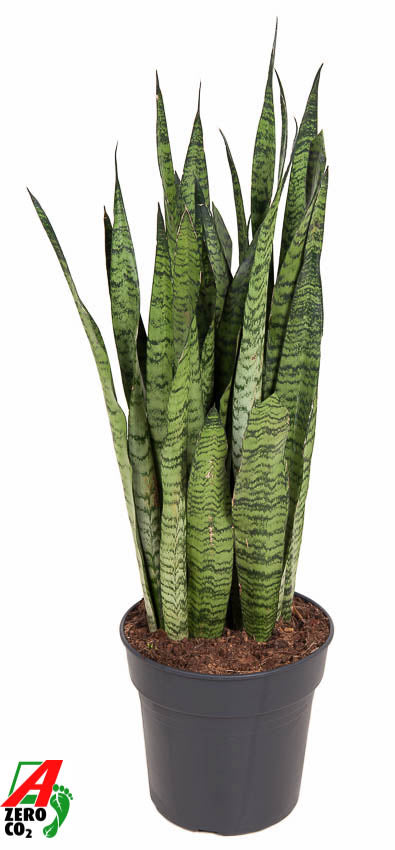 Sansevieria Zeylanica 90cm 27cm Pot