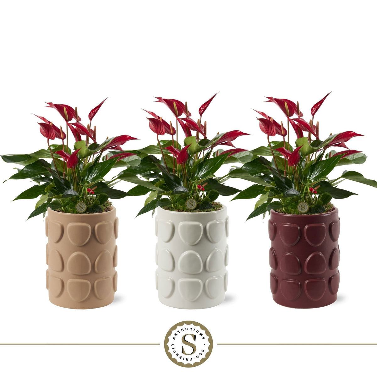 Anthurium Banderola Roja 40cm 12cm Pot