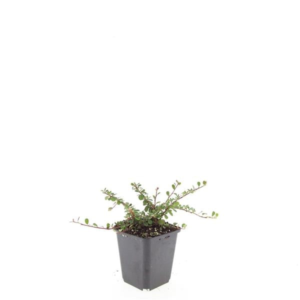 Boer, W.T.M. de Cotoneaster pro. Streib's Findling Pack of 12