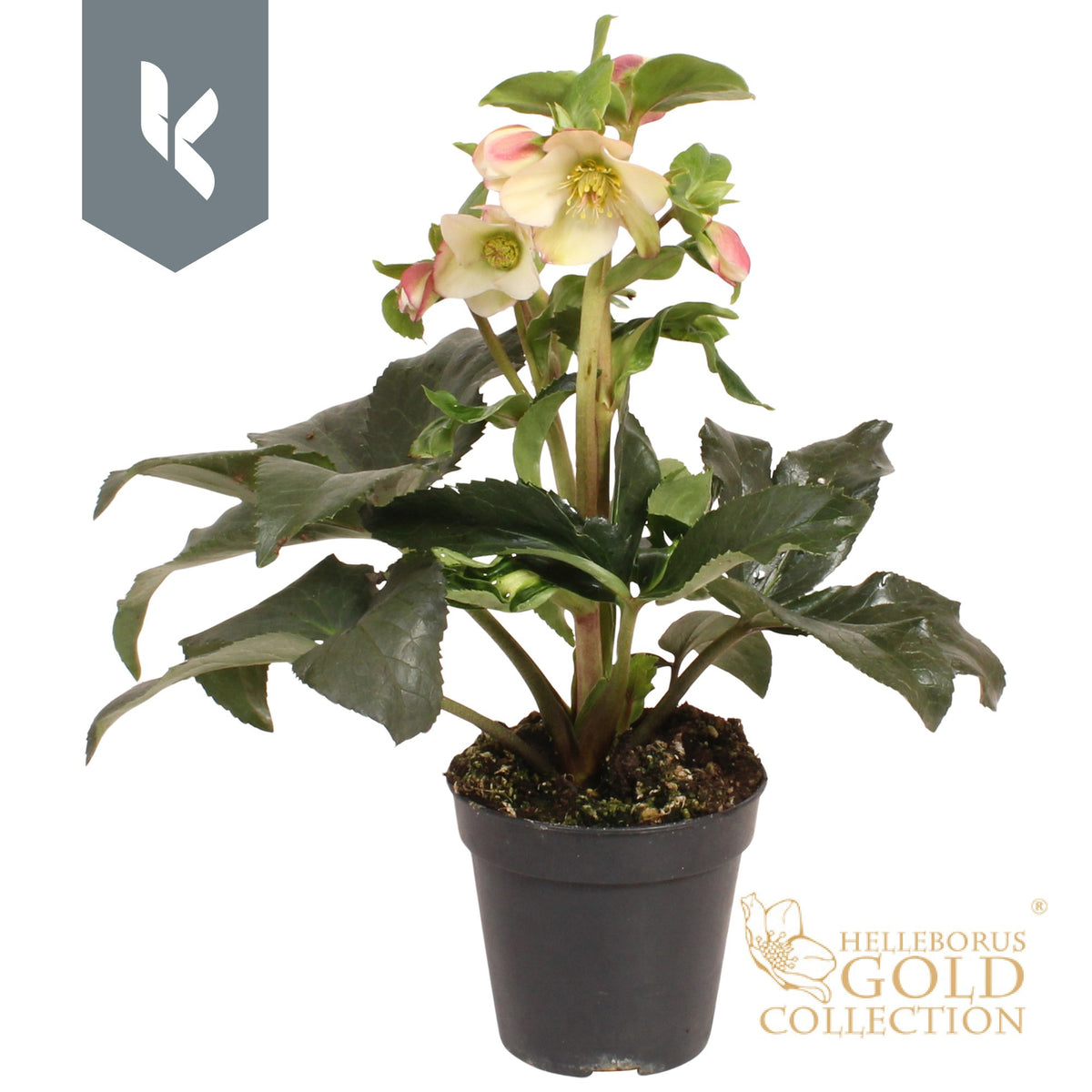 Helleborus Ice N' Roses Early Sparkle 40cm 13cm Pot