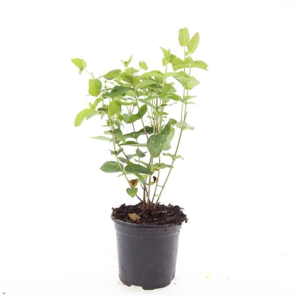 Boer, W.T.M. de Hypericum ino. Rheingold Pack of 8
