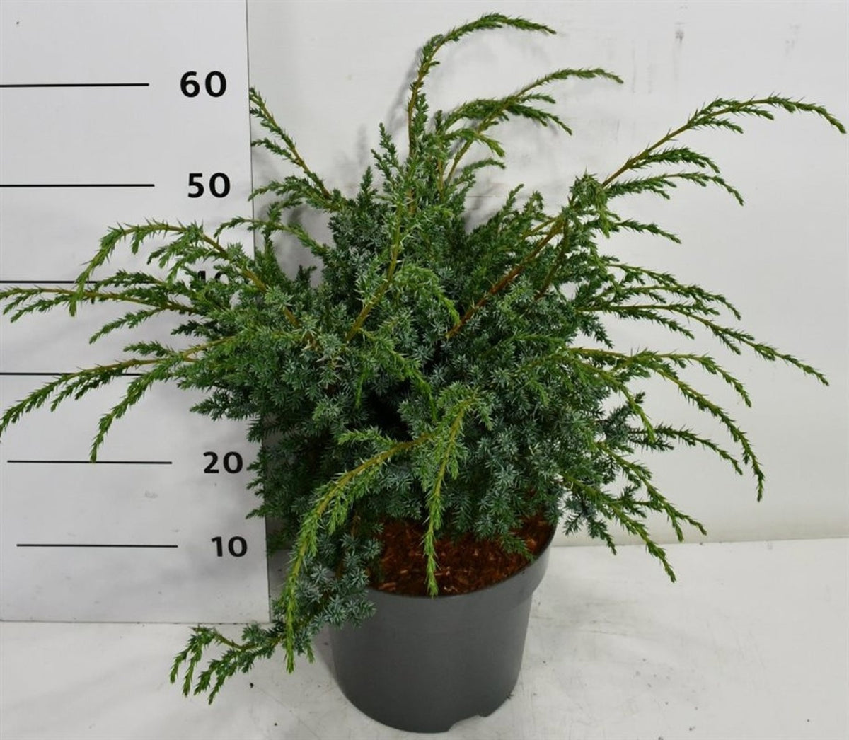 Juniperus Blue Alps 60cm 26cm Pot