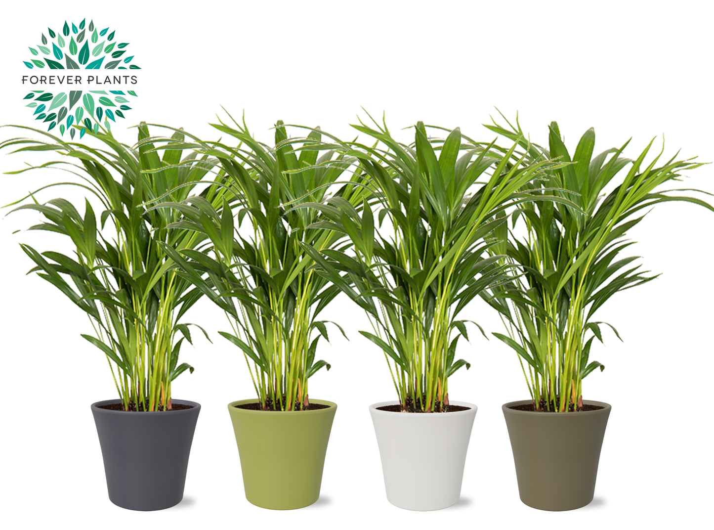 Forever Plants Group Dypsis lutescens Pack of 4