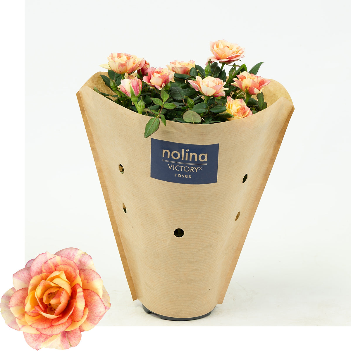 Rosa Gosia 28cm 10.5cm Pot