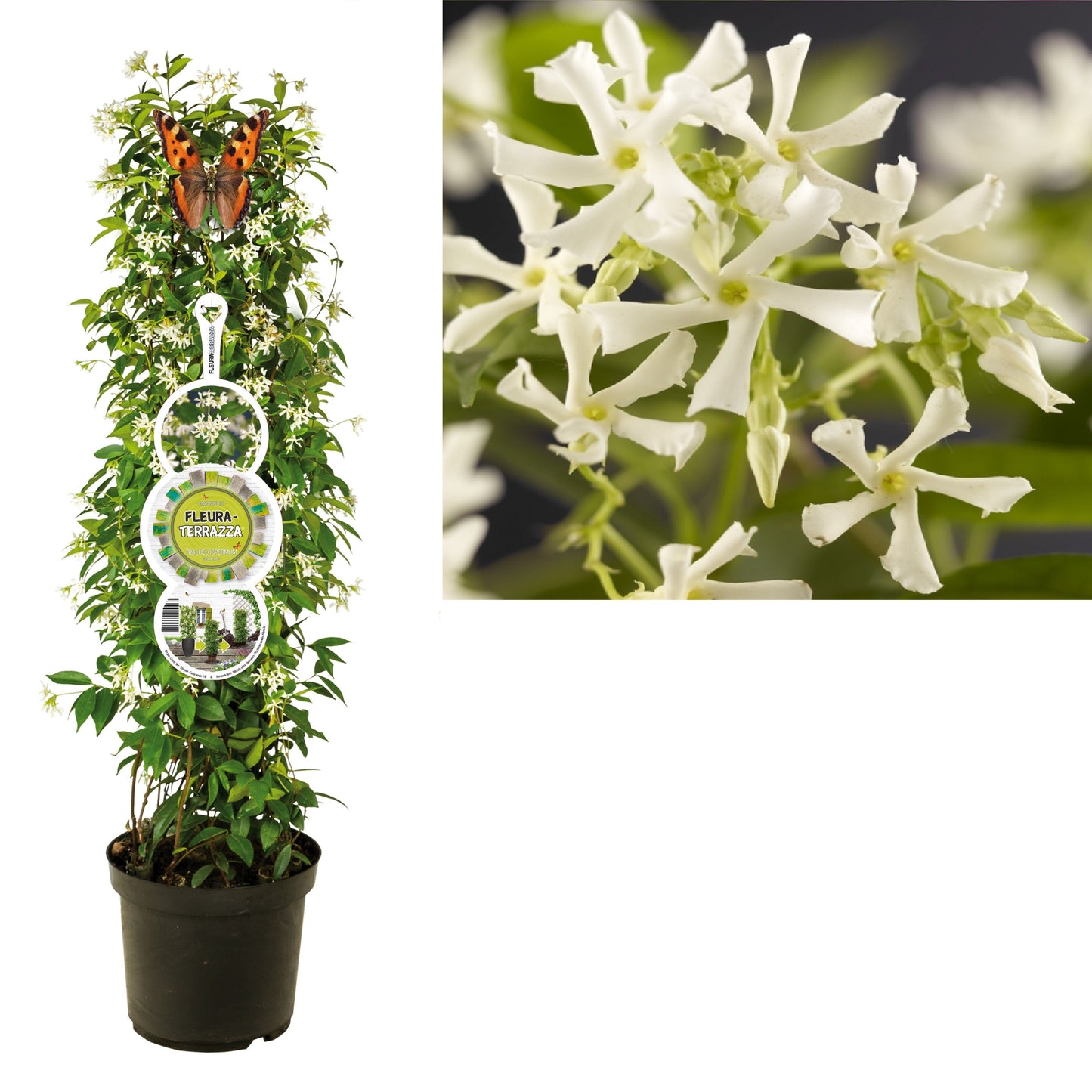 Trachelospermum jasminoides 115cm 28cm Pot