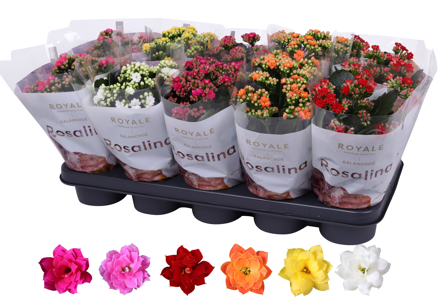 Kalanchoe Rosalina Royale mix 27cm 12cm Pot