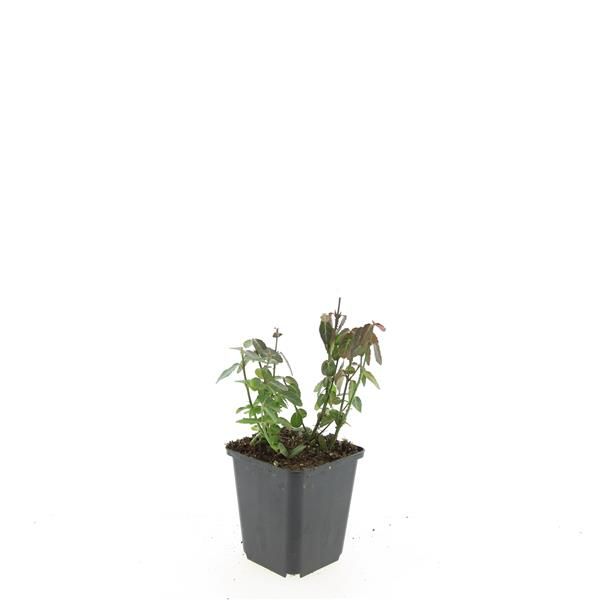 Euonymus Radicans 15cm 9cm Pot