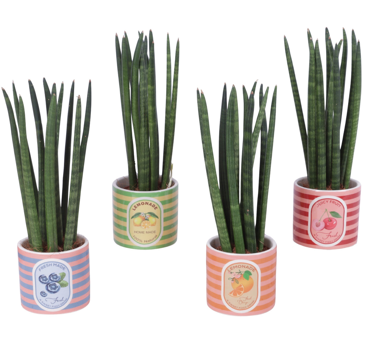 Sansevieria cylindrica 30cm 10cm Pot