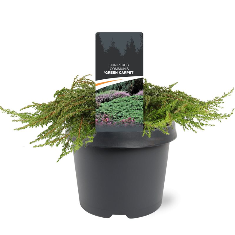 Juniperus Green Carpet 25cm 19cm Pot