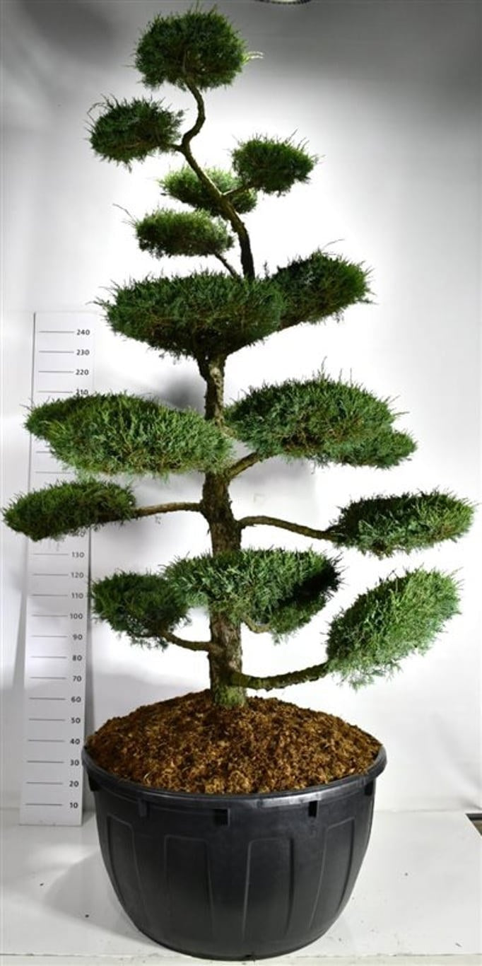 Juniperus mix 350cm 110cm Pot