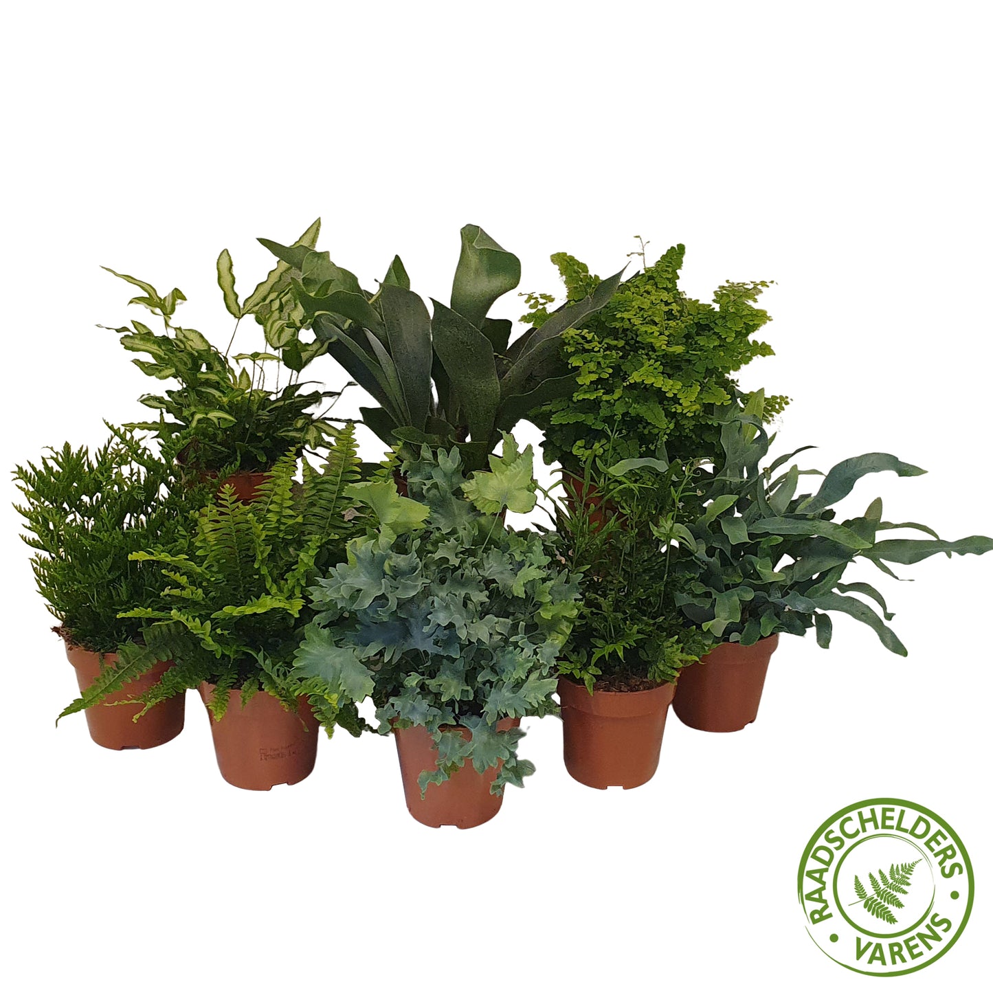 Ferns mix 35cm 12cm Pot