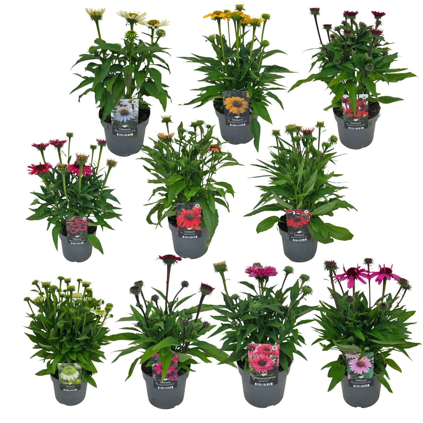 Florizon Plants Echinacea mix Pack of 6