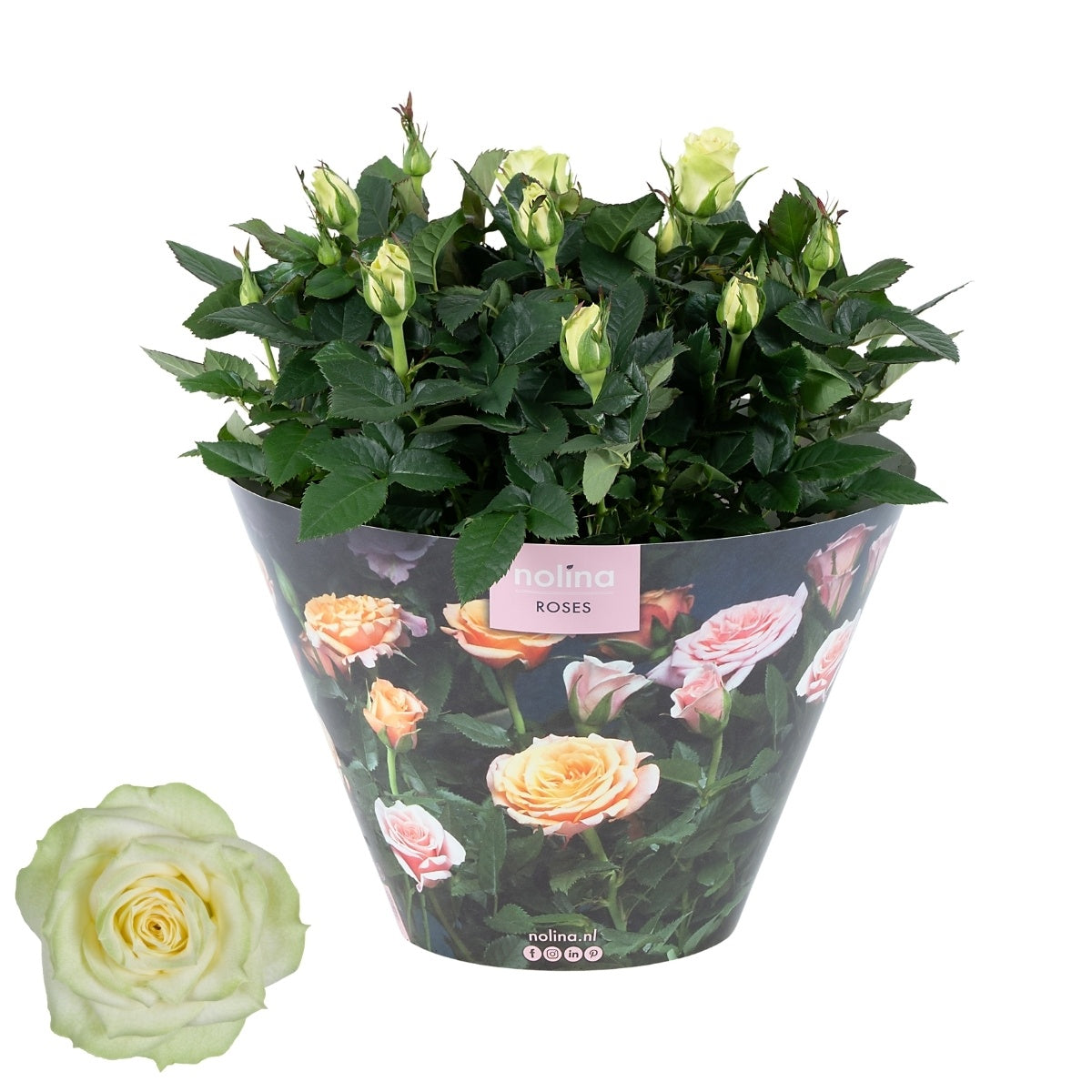 Rosa white 38cm 23cm Pot
