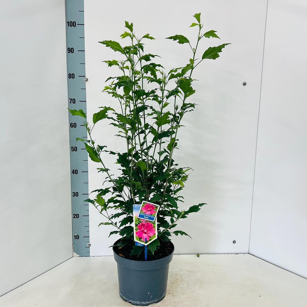 Hibiscus syriacus mix 95cm 23cm Pot