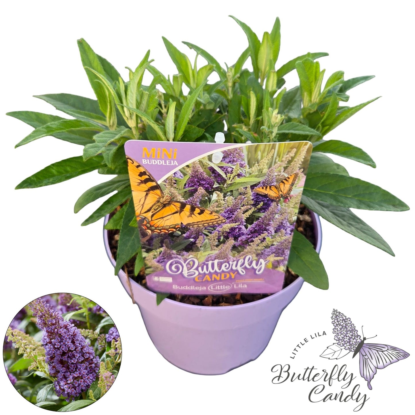 Buddleja Butterfly Candy Little Lila 40cm 19cm Pot