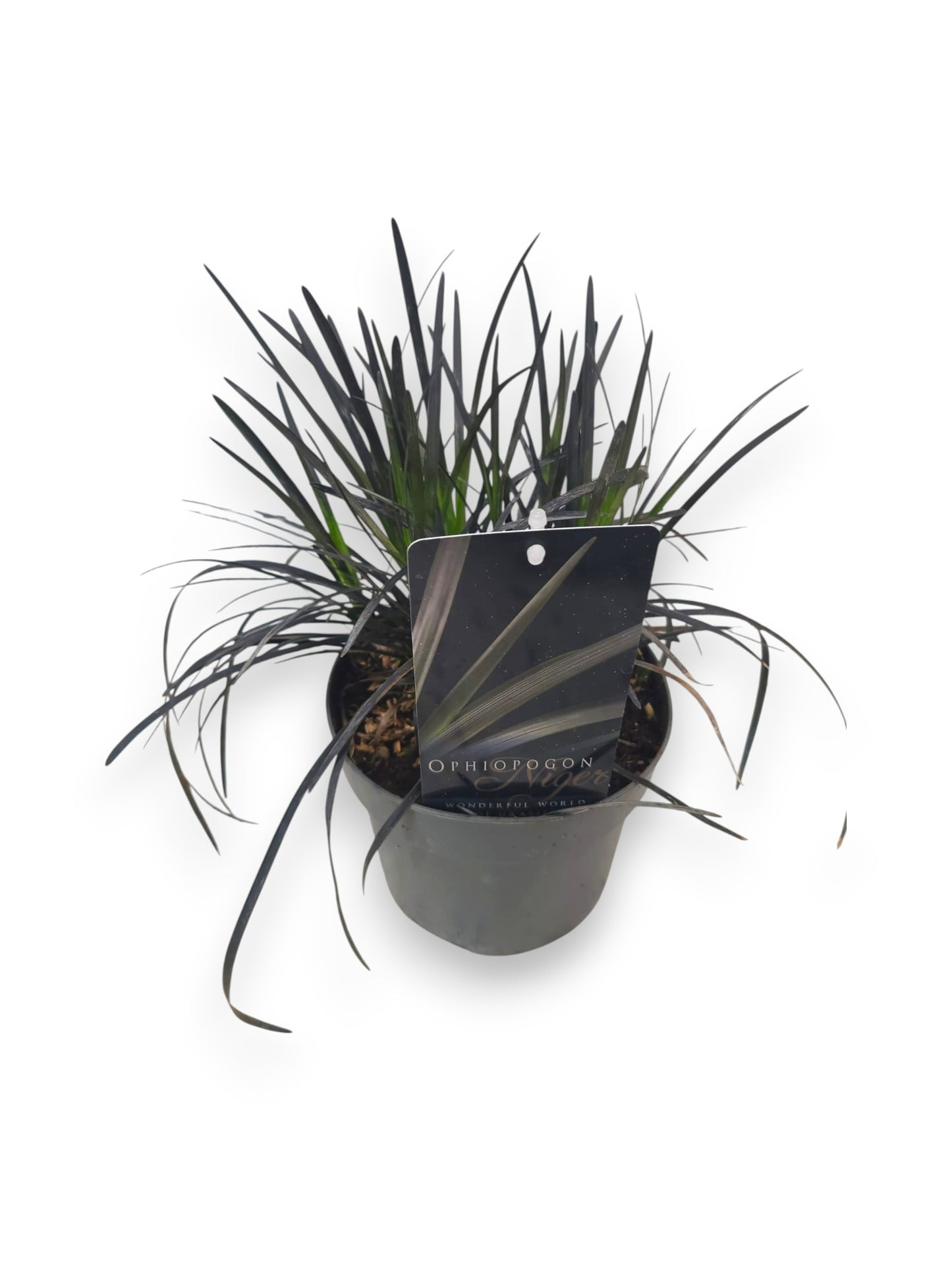 Ophiopogon plan. Nigrescens 37cm 17cm Pot