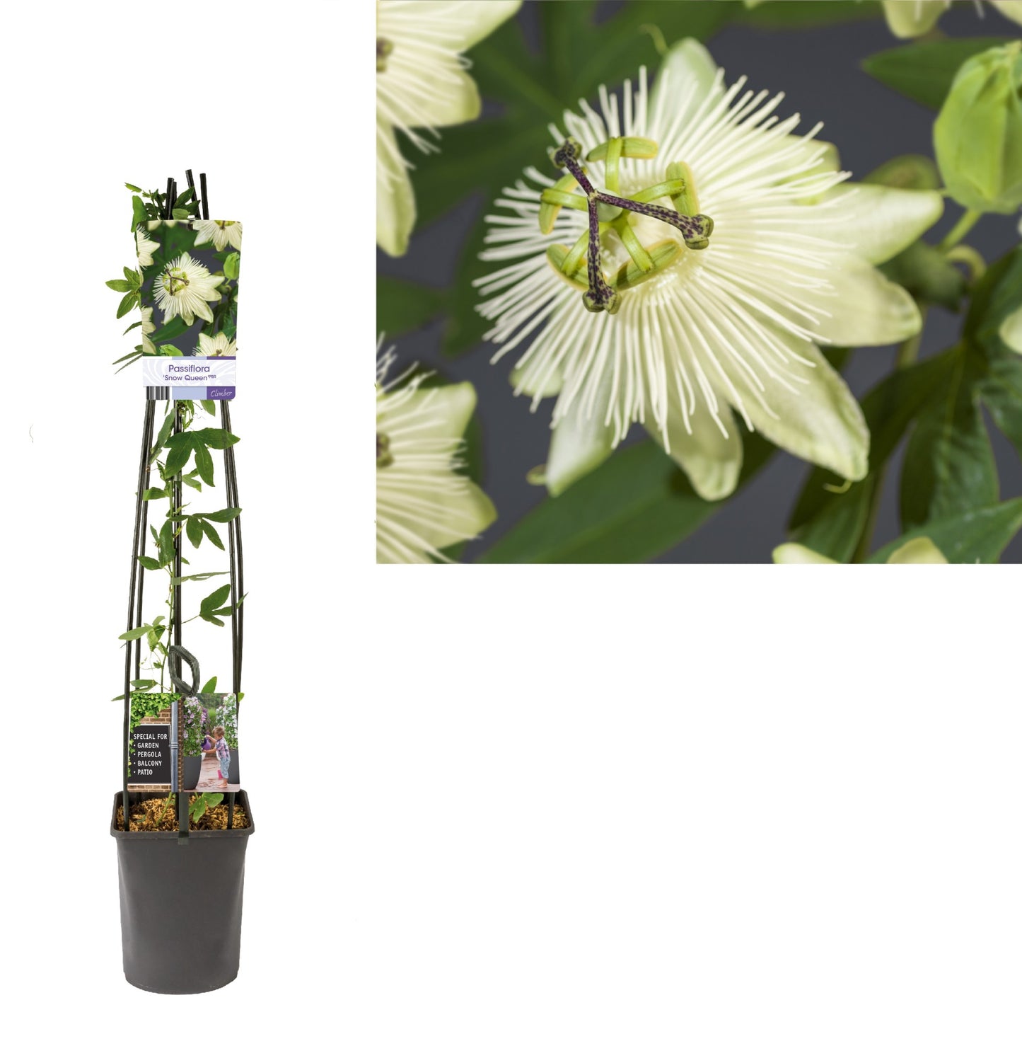 Passiflora 115cm 23cm Pot