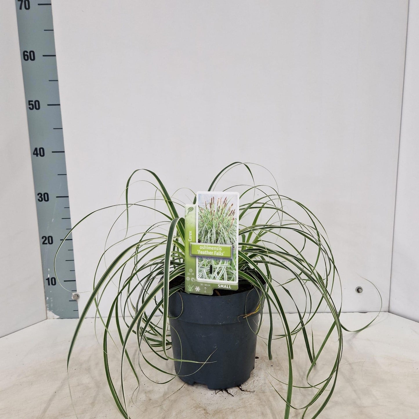 Carex oshimensis 35cm 19cm Pot