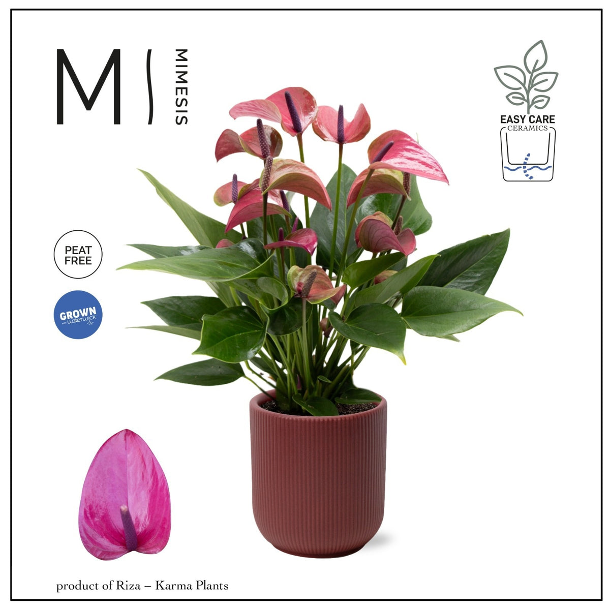 Anthurium Karma Purple 40cm 12cm Pot