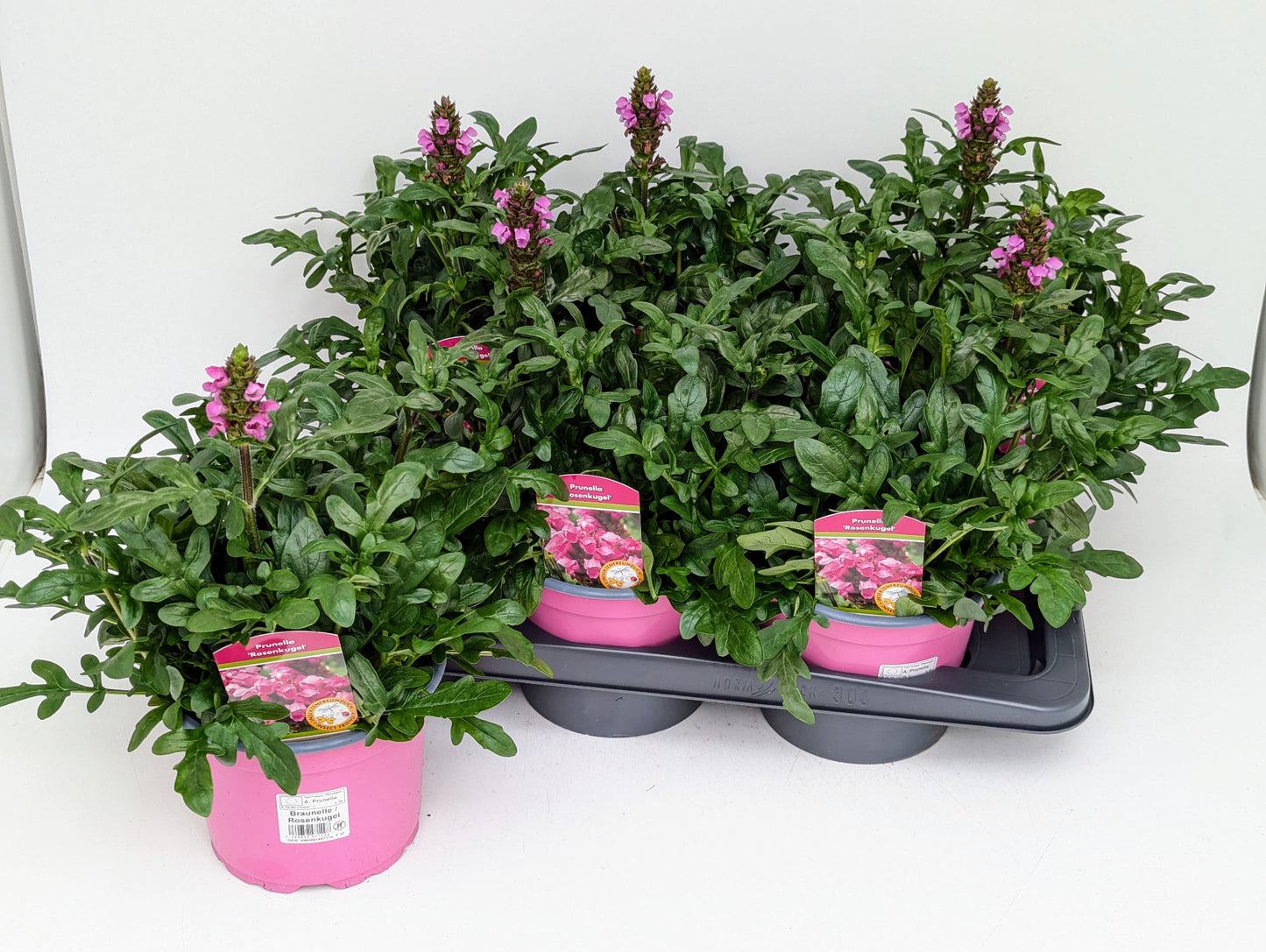 Prunella grandiflora 35cm 17cm Pot