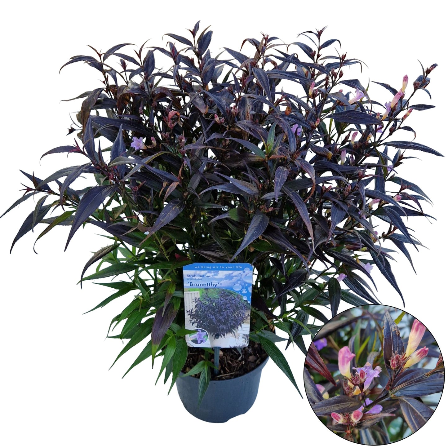 Strobilanthes anisophylla Brunetthy 50cm 19cm Pot