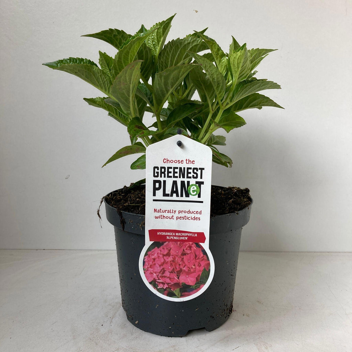 Hydrangea macr. Alpengluehen 25cm 19cm Pot