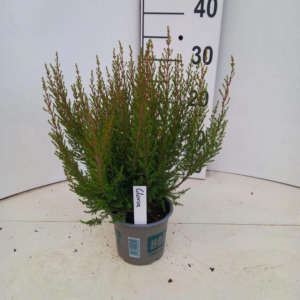 Erica gr. Heidi's Bella 30cm 12cm Pot