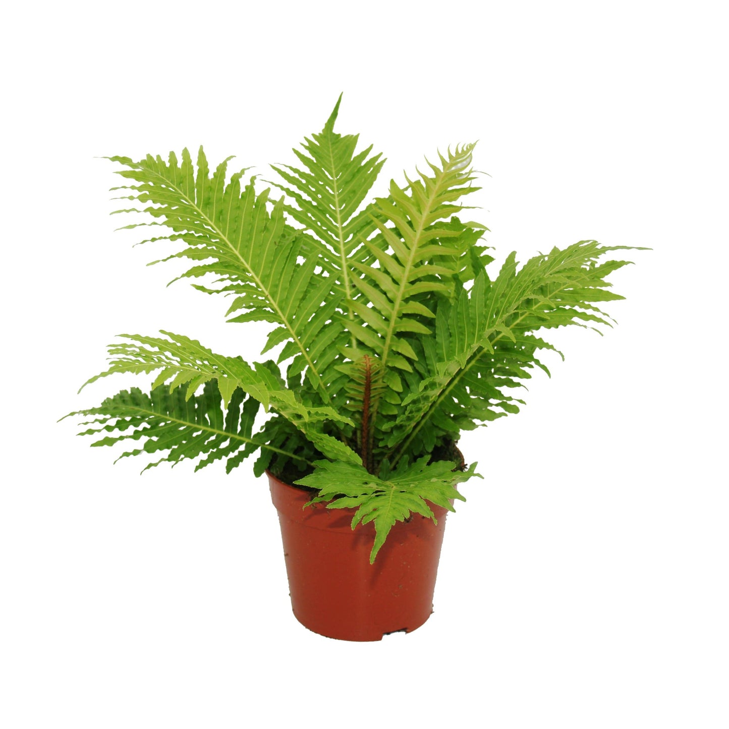 Blechnum Silver Lady 30cm 12cm Pot