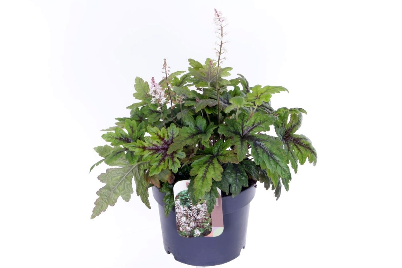 Tiarella cordifolia 45cm 17cm Pot